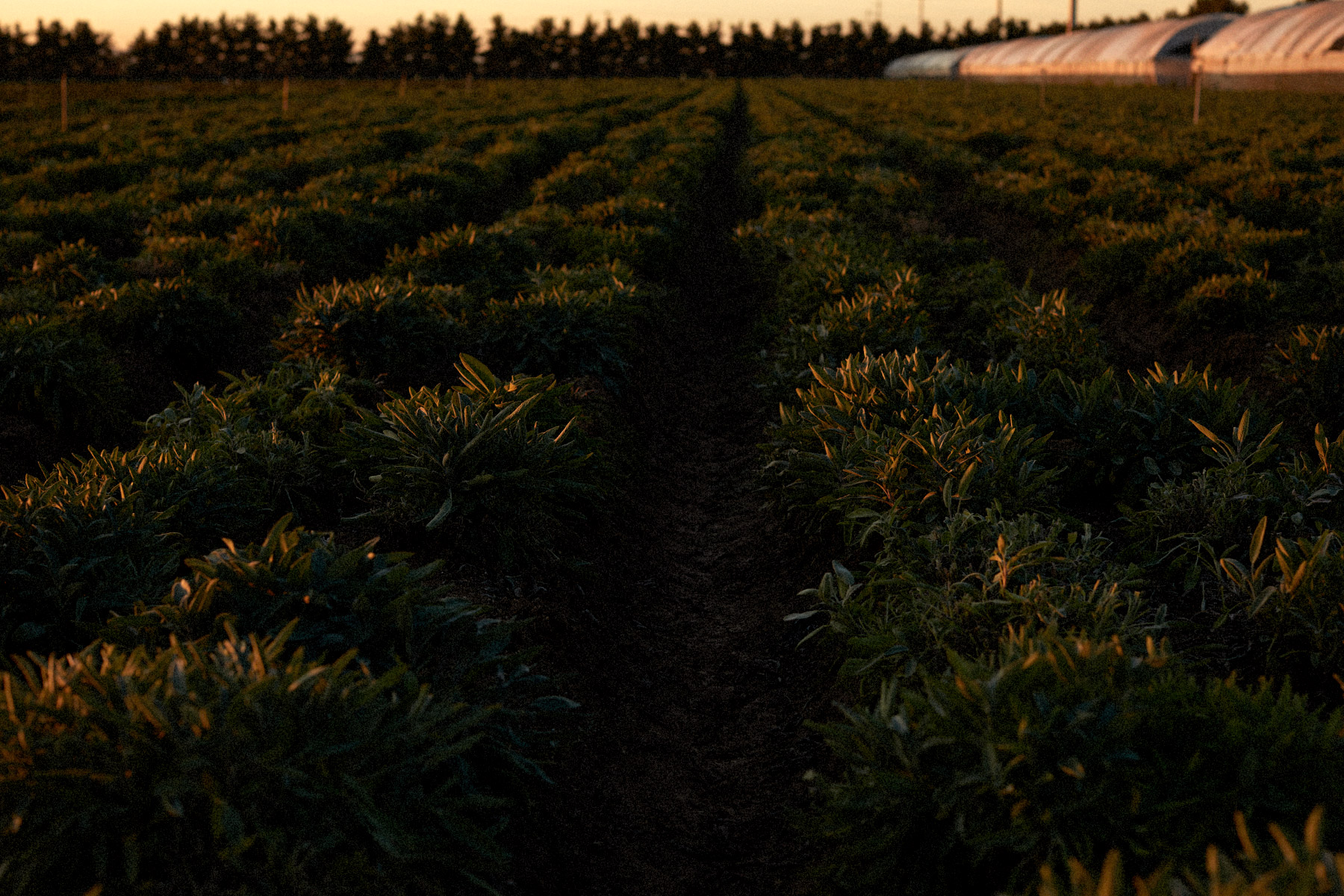 duncanFamilyfarms30